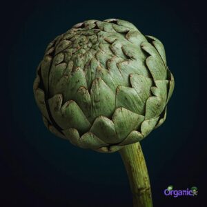 Organic Globe Artichoke (bulb) Australia