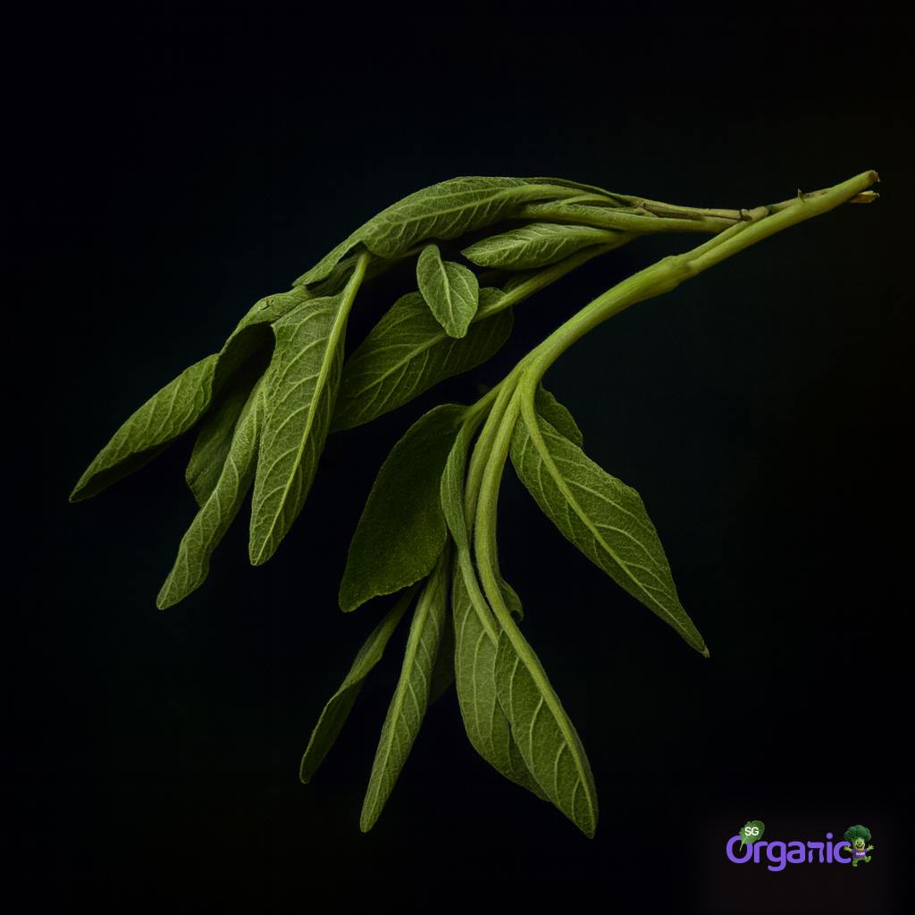 Organic Herbs - Sage (25g) Australia